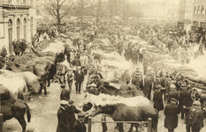 300984 Gezicht op de Palmpaardenmarkt op het Vredenburg te Utrecht.